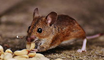 24 Hour & Emergency Exterminators in Algoma, WI